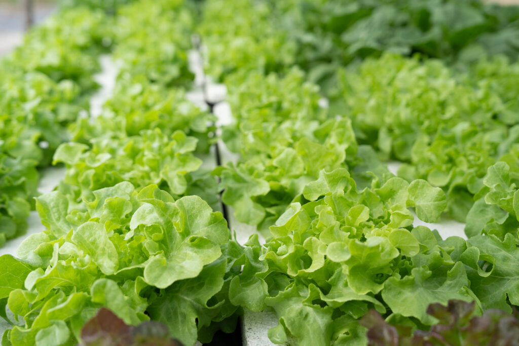 Solar-powered aquaponic system providing food for orphanage children Photo by Phira Phonruewiangphing